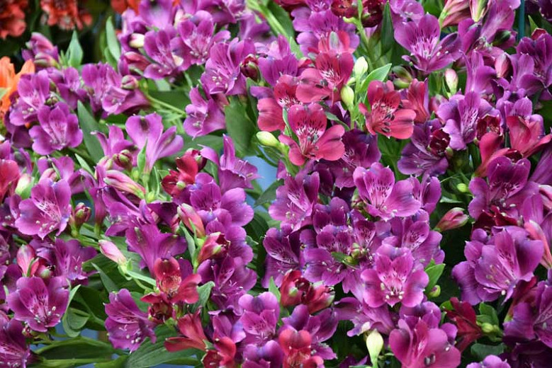Alstroemeria 'Cleo', Peruvian Lily 'Cleo', Lily of the Inca 'Cleo, Parrot Lily 'Cleo', Purple Lily, Purple Peruvian Lily, Purple Alstroemeria, Lily flower, Lily Flower